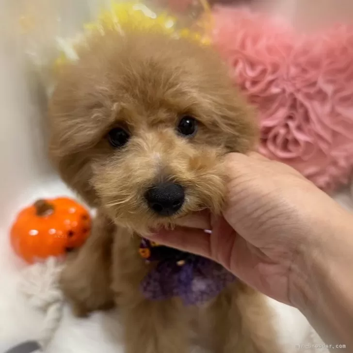 ID：2408-02475の子犬