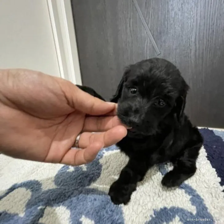 N.M 様のお迎えした子犬