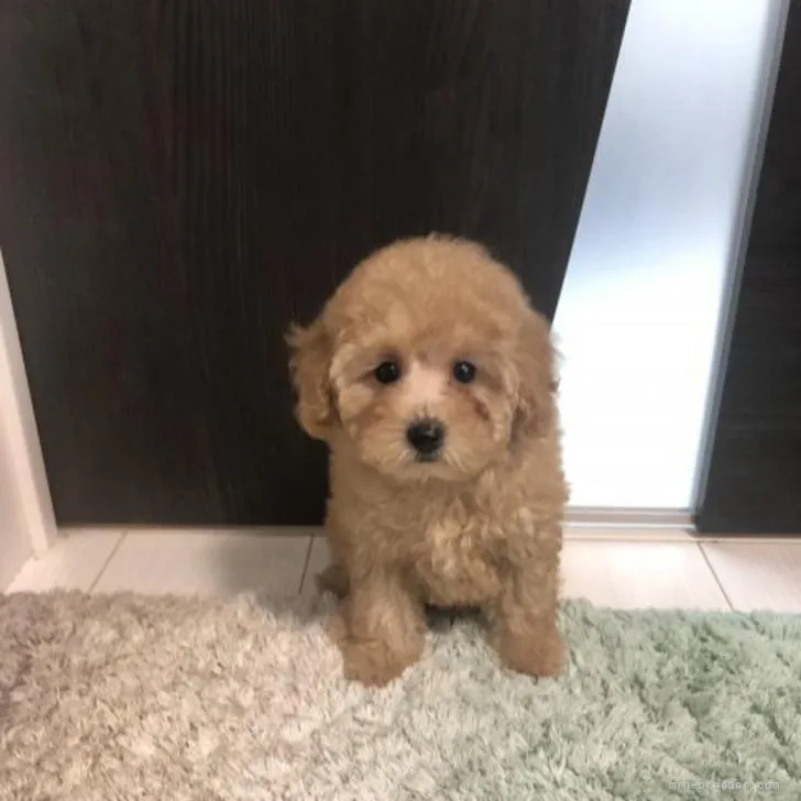 M.Y 様のお迎えした子犬