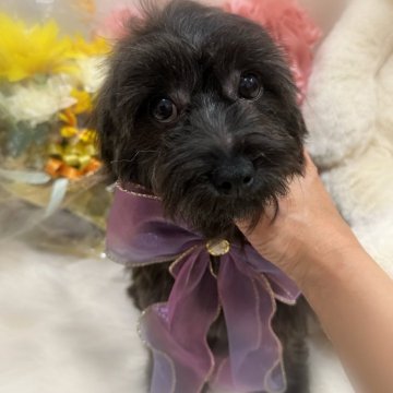 チワプー(チワワ×トイプードル)【香川県・女の子・2023年9月27日・ブリンドル】の写真「おトイレバッチリお利口さん💕︎可愛い動画を是非😊」