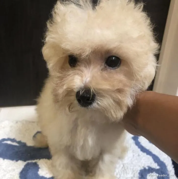 ID：2208-01778の子犬
