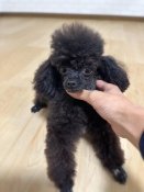 ティーカッププードル【・女の子・2021年12月23日・ブラック】