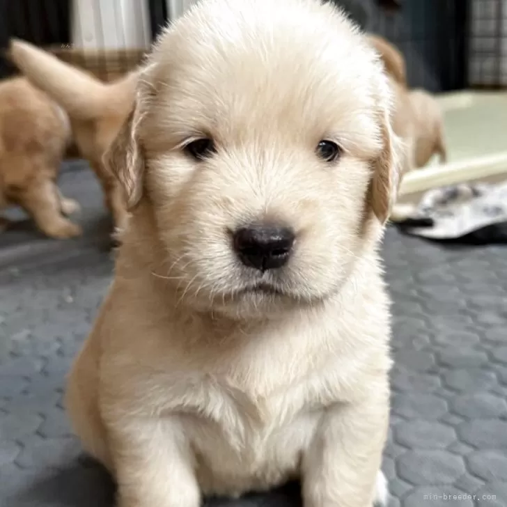 ID：2508-03184の子犬