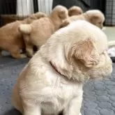 ゴールデンレトリバー【千葉県・女の子・2025年7月13日・ゴールデン】の写真3