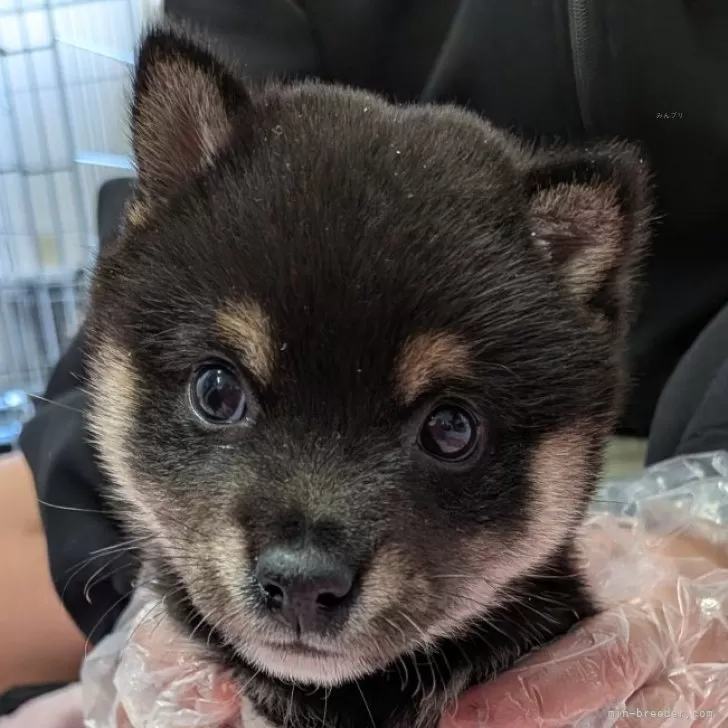 T.S 様のお迎えした子犬