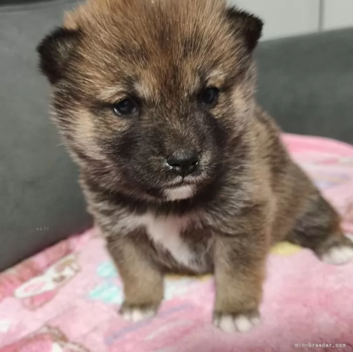 ID：2503-05550の子犬