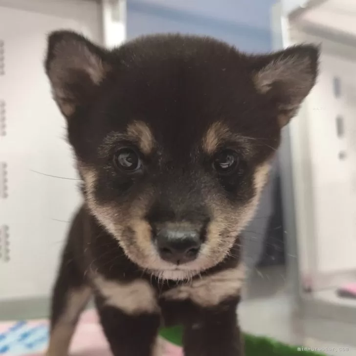 豆柴【北海道・女の子・2025年9月10日・黒】の写真1