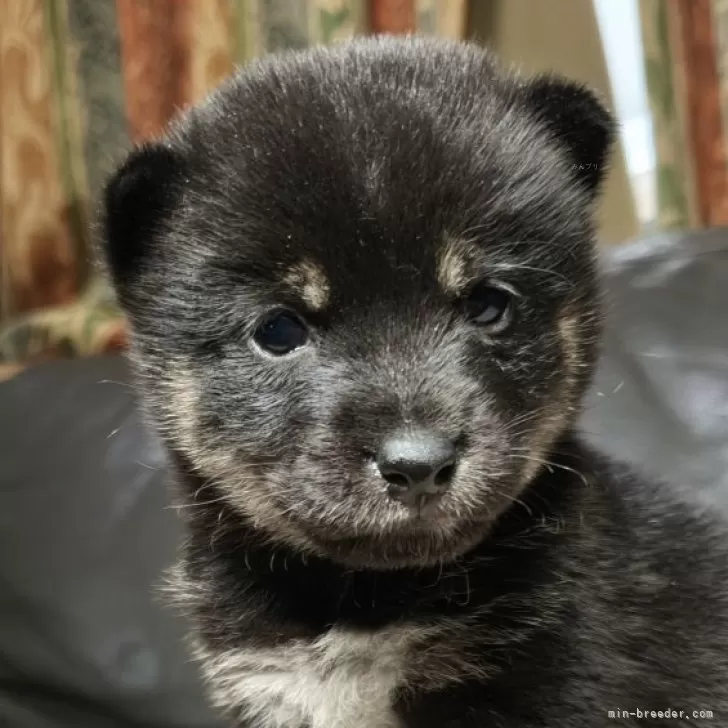 ID：2510-05824の子犬