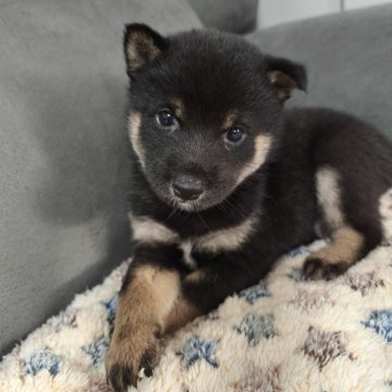 柴犬(豆柴)【北海道・男の子・2025年6月28日・黒】の写真「小柄でカワイイ♫」