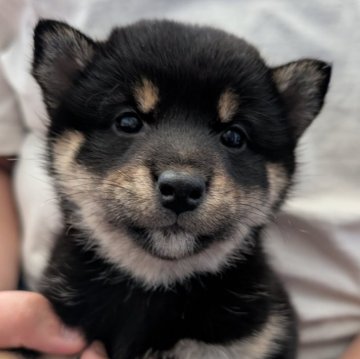 柴犬(豆柴)【北海道・女の子・2024年12月20日・黒】の写真「ぷっくりでカワイイ♫」
