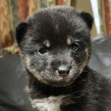 柴犬(豆柴)【北海道・男の子・2025年9月10日・黒】の写真「写真じゃわからない小ささ♫」
