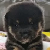 豆柴