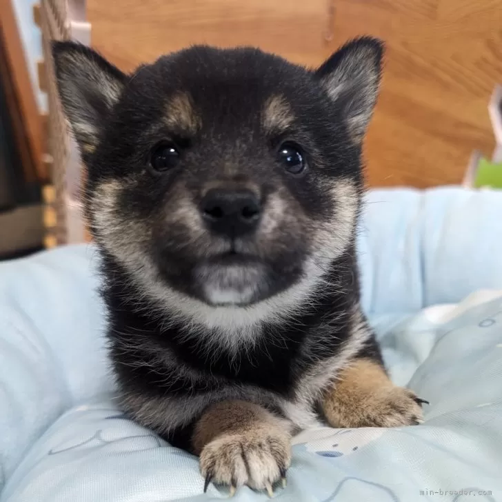 ID：2401-00588の子犬