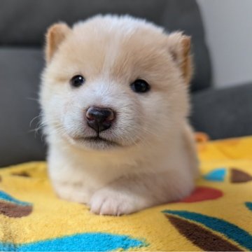 柴犬(豆柴)【北海道・男の子・2024年7月7日・白】の写真「元気いっぱいで可愛いです。」
