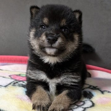 柴犬(豆柴)【北海道・男の子・2024年7月7日・黒】の写真「元気いっぱいで可愛いです。」