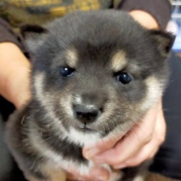 柴犬(豆柴)【北海道・女の子・2023年10月25日・黒】の写真「元気いっぱいで可愛いです。」