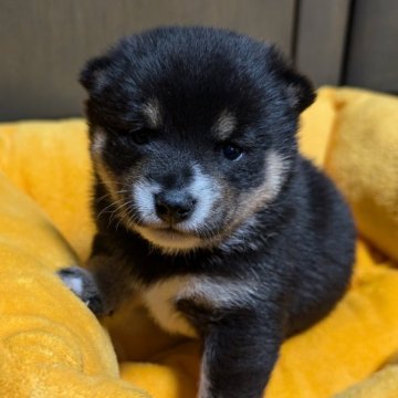 柴犬(豆柴)【北海道・男の子・2024年6月16日・黒】の写真「元気いっぱいで可愛いです。」