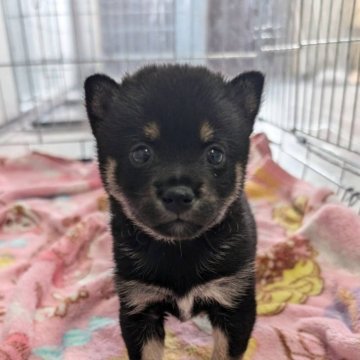 柴犬(豆柴)【北海道・女の子・2024年5月5日・黒】の写真「小さくて可愛いですよ」
