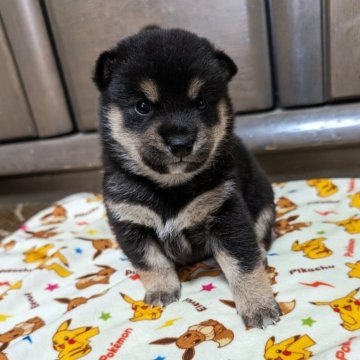 柴犬(豆柴)【北海道・女の子・2024年5月4日・黒】の写真「ぽっちゃりで可愛いです！」