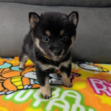 柴犬(豆柴)【北海道・男の子・2024年5月5日・黒】の写真「小さくて可愛い」