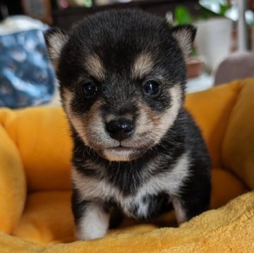 柴犬(豆柴)【北海道・男の子・2024年5月5日・黒】の写真「顔が整ってて可愛いです！」