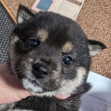 柴犬(豆柴)【北海道・女の子・2023年12月15日・黒】の写真「ぽっちゃりで可愛いです！」