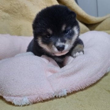 柴犬(標準サイズ)【北海道・女の子・2023年2月11日・黒】の写真「色合いが良く可愛い子です！」