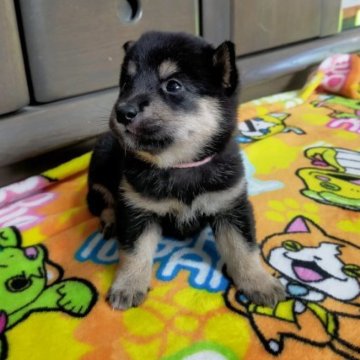 柴犬(豆柴)【北海道・女の子・2023年5月27日・黒】の写真「元気いっぱいでｶﾜ(・∀・)ｲｲ!!」