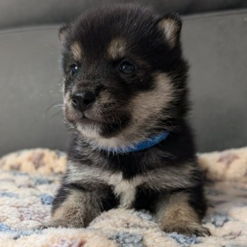 柴犬(豆柴)【北海道・男の子・2024年8月2日・黒】の写真「可愛い黒柴の男です！」