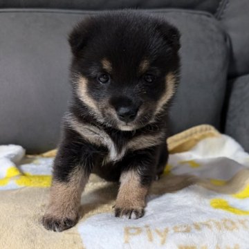 柴犬(豆柴)【北海道・男の子・2024年6月16日・黒】の写真「愛嬌あって可愛い！予約受付中10日までサマーセール」