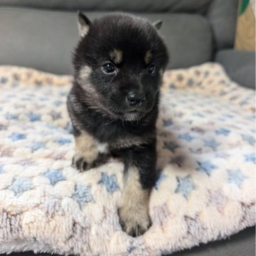 柴犬(豆柴)【北海道・女の子・2024年8月2日・黒】の写真「元気いっぱいです！」