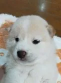 柴犬(標準サイズ)【北海道・男の子・2023年2月11日・白】の写真2