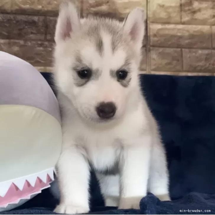 ID：2508-03840の子犬