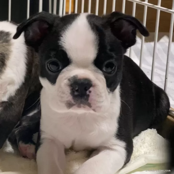 ID：2411-02739の子犬