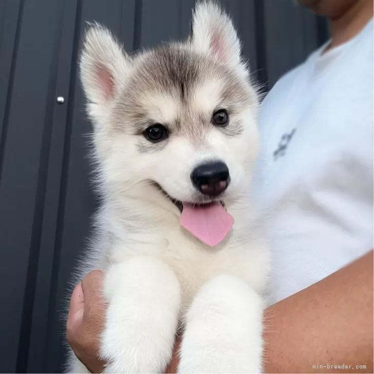 S.T 様のお迎えした子犬