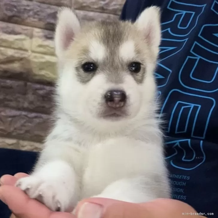 A.Y 様のお迎えした子犬