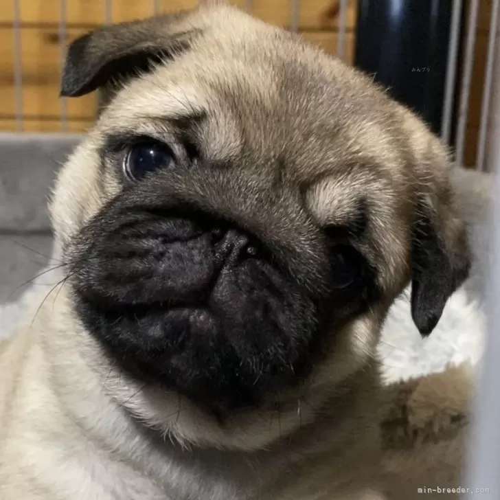 ID:2504-03249の子犬