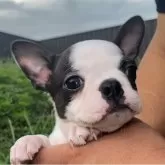 ボストンテリア