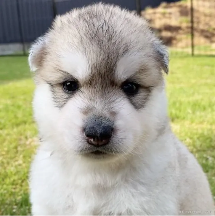 ID：2306-01378の子犬