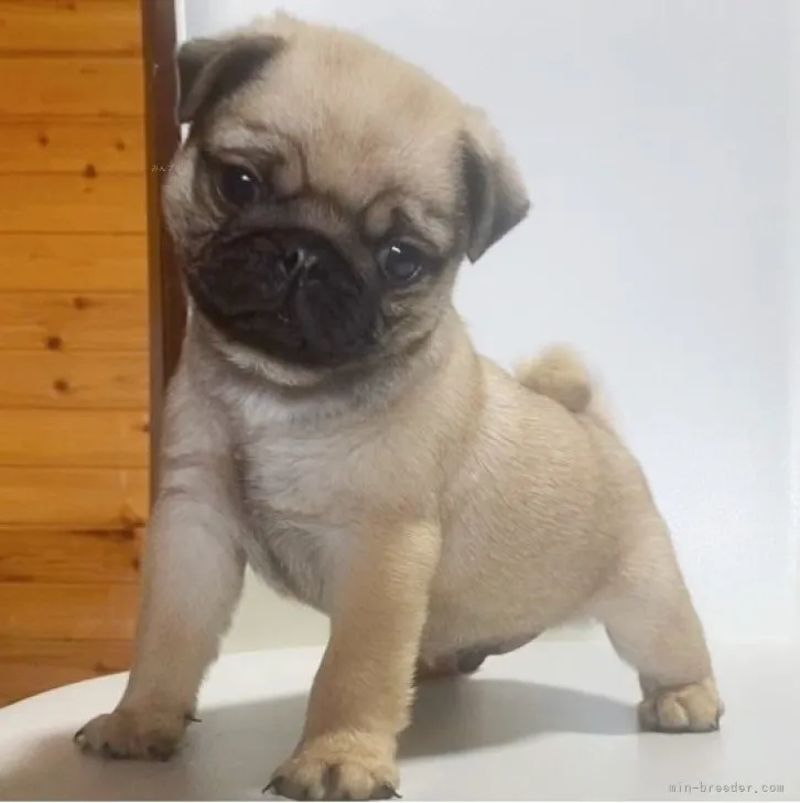 ID:2311-01278の子犬
