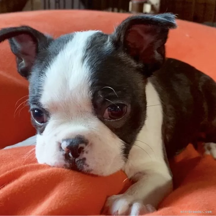 ID：2312-04890の子犬