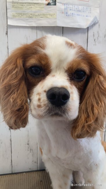 小林久美子ブリーダー