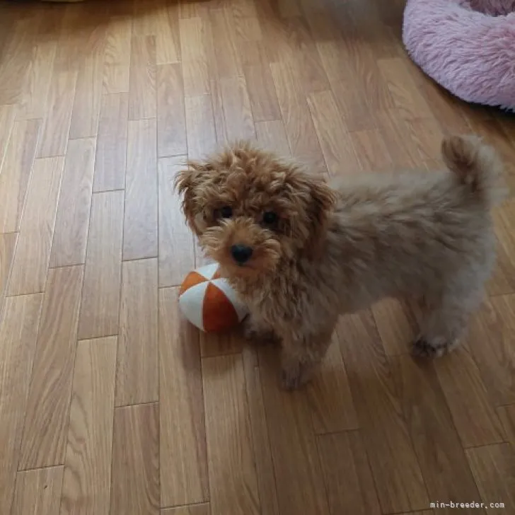 ID：2307-04145の子犬