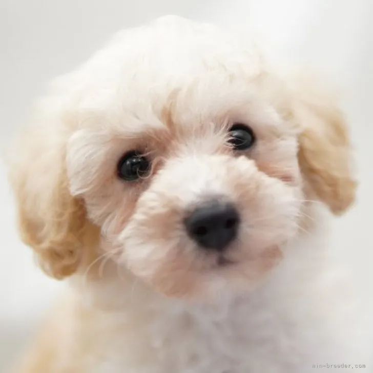 ID：2306-04618の子犬