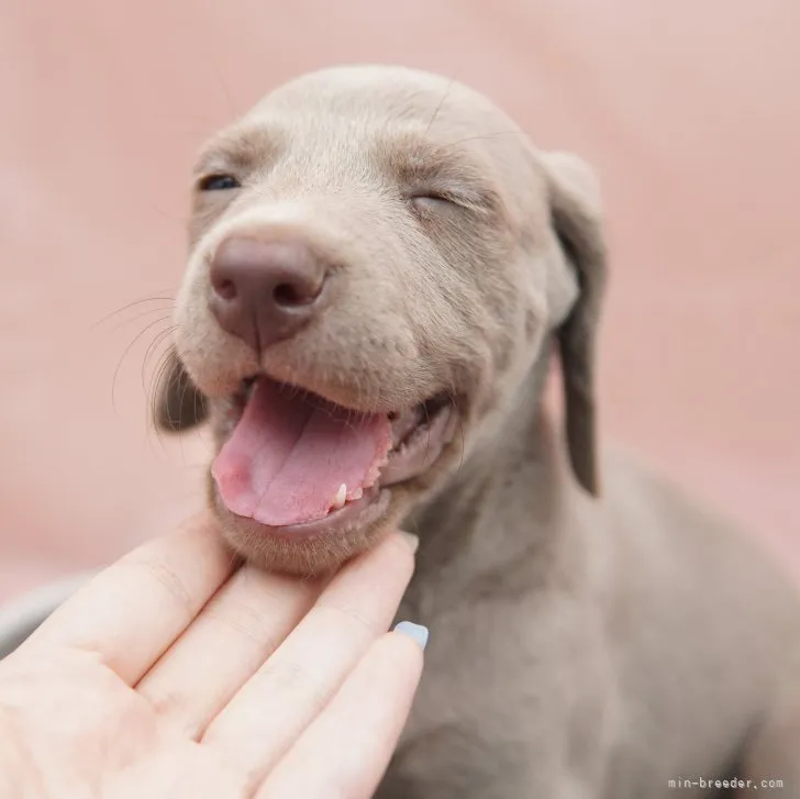 ID：2307-06844の子犬