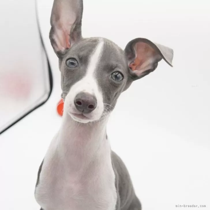 ID：2402-01730の子犬