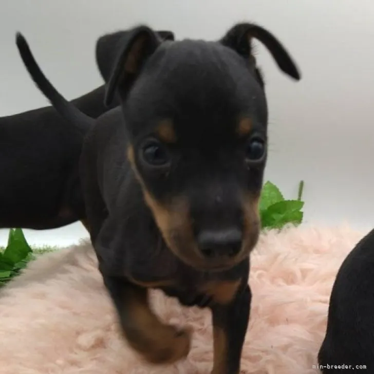ID：2308-02922の子犬