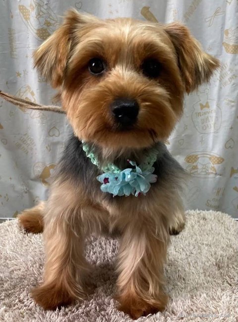 ヨークシャーテリア【・女の子・2021年3月23日・スチールブルー&amp;タン】