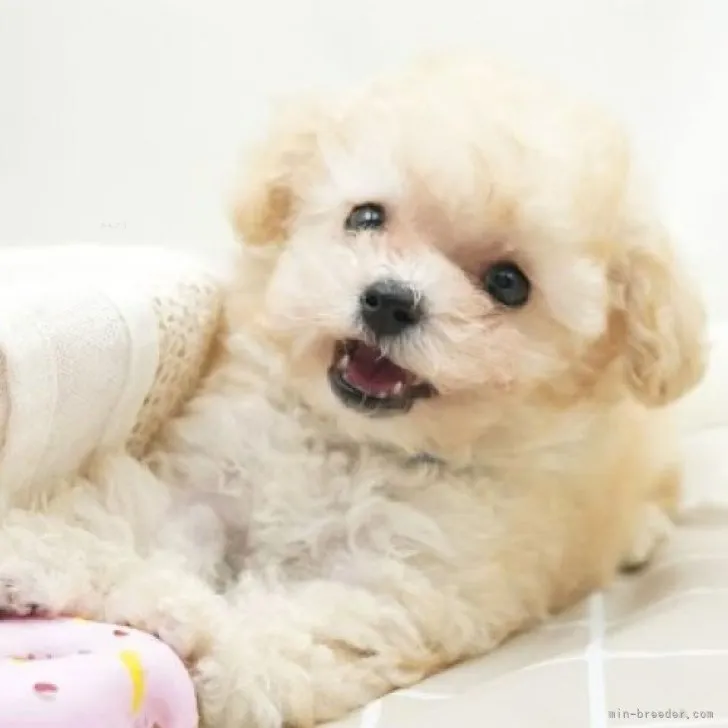 ID:2310-01364の子犬