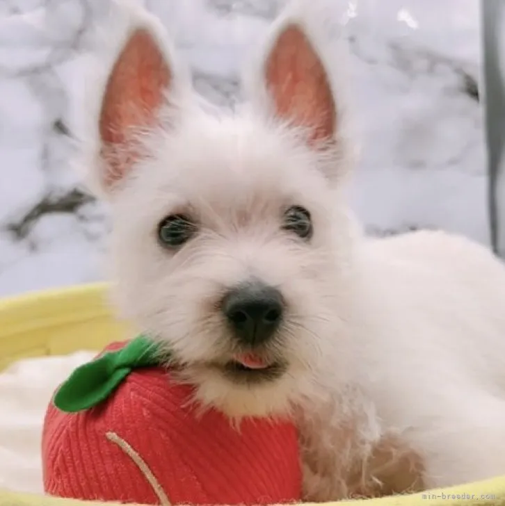 ID:2306-02022の子犬